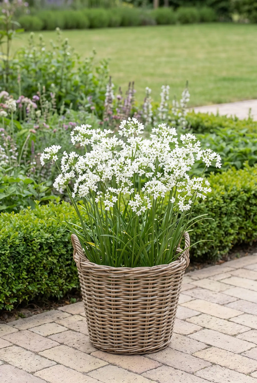 Allium Neapolitanum — in pot op terras