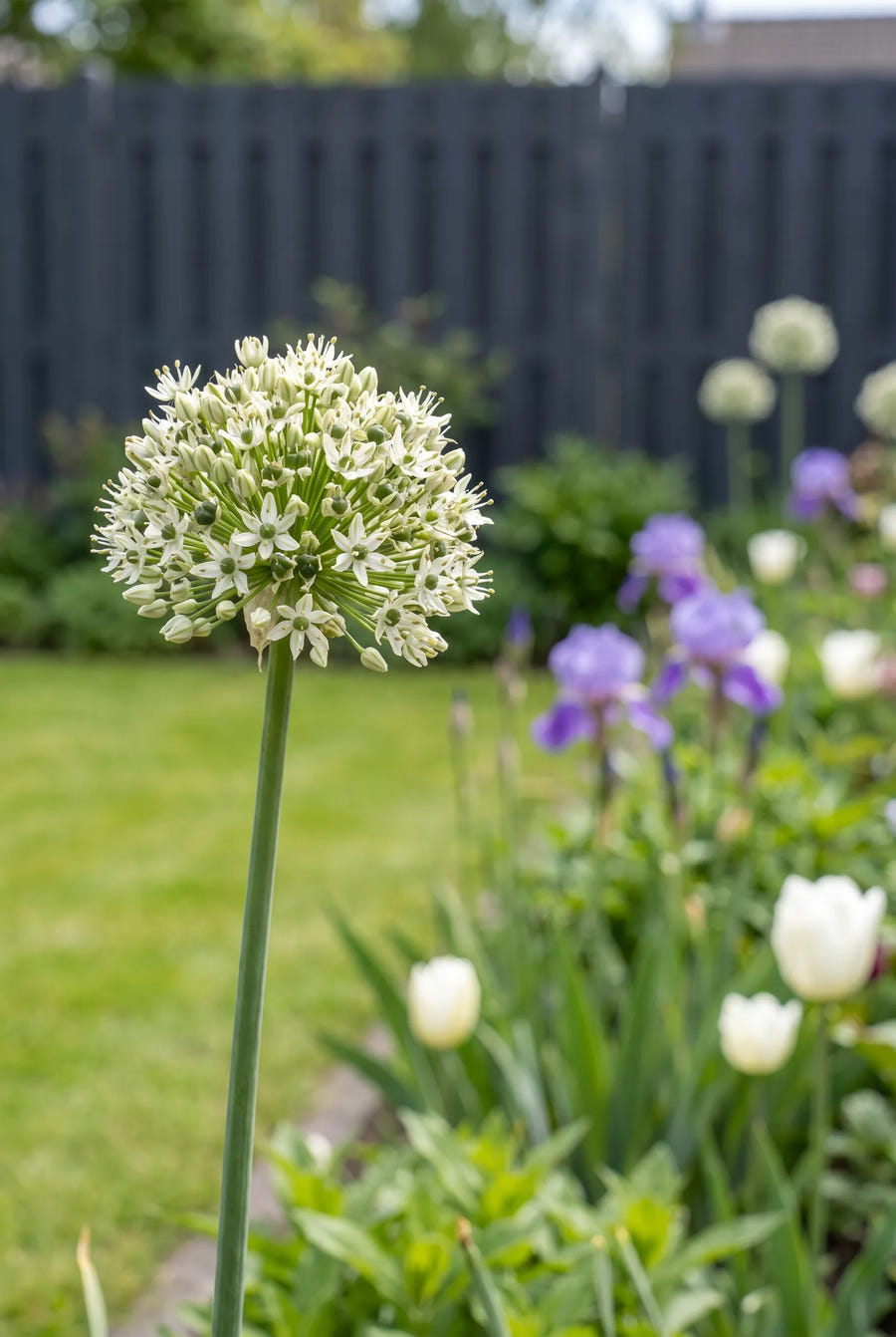 Allium Nigrum — close-up van de bloem
