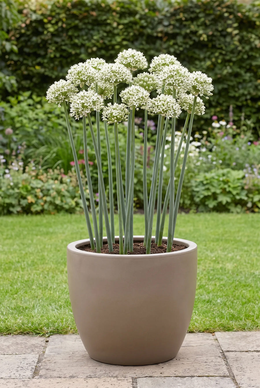 Allium Nigrum — in pot op terras