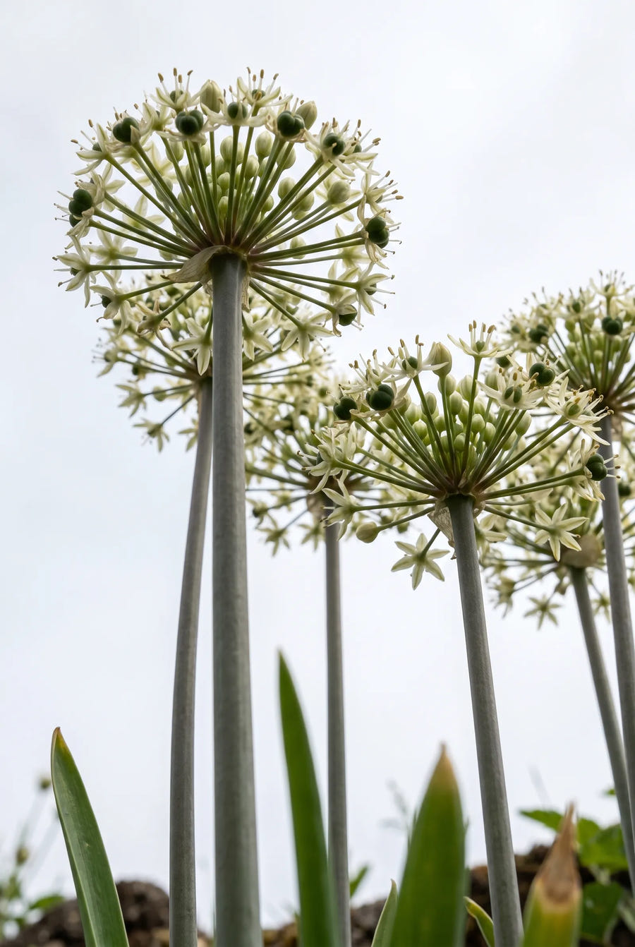 Allium Nigrum — in de tuin