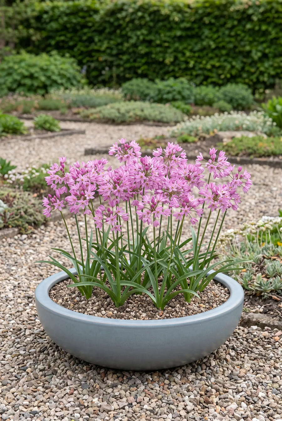 Allium Oreophilum — in pot op terras