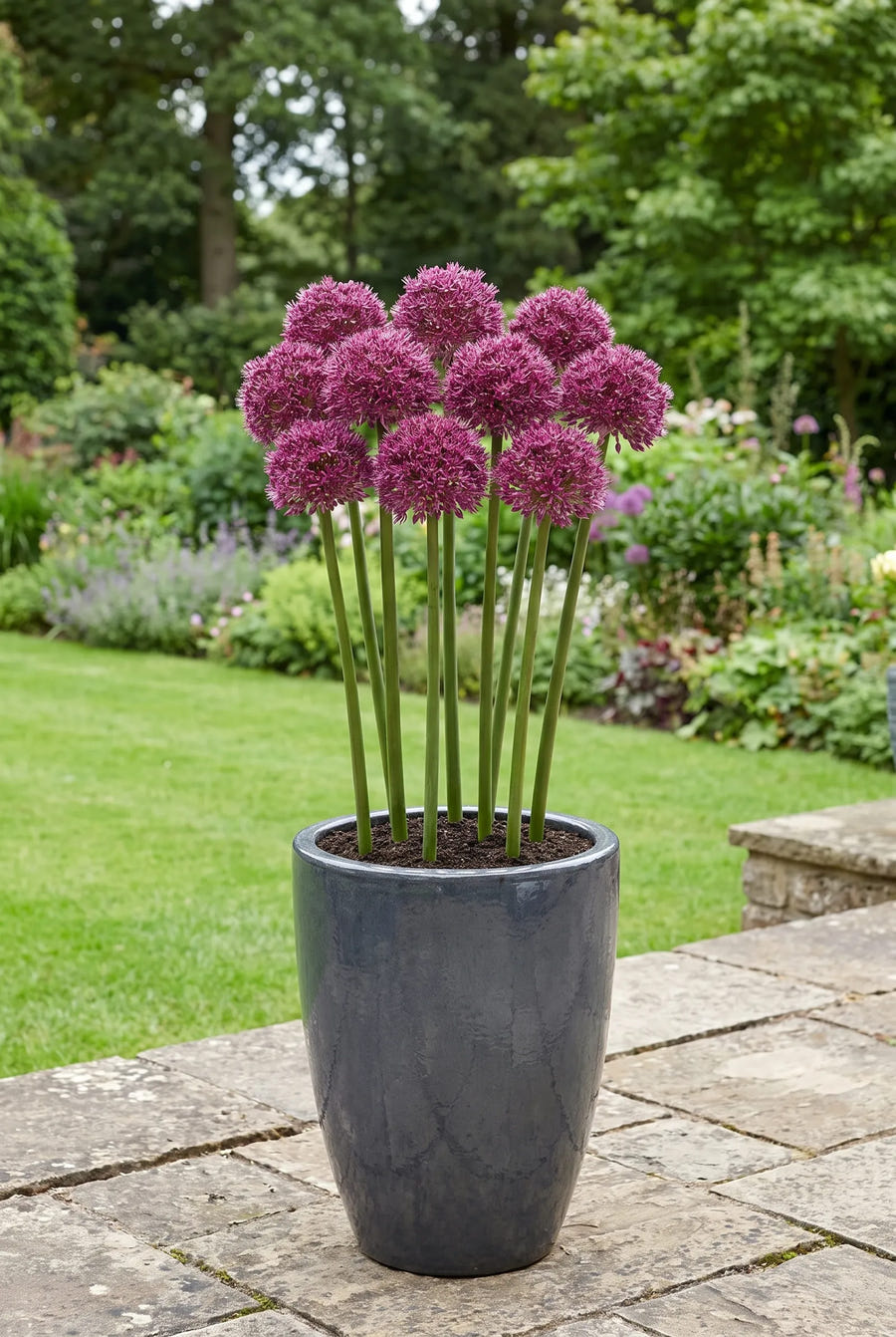 Allium Ostara — in pot op terras