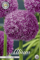 Allium Pinball Wizard