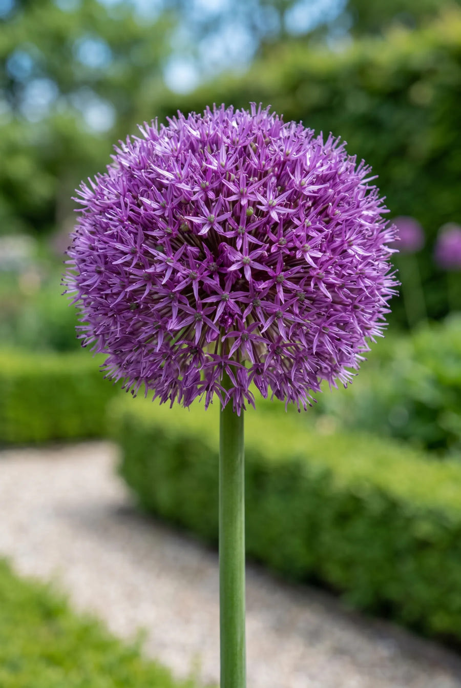 Allium Pinball Wizard — close-up van de bloem