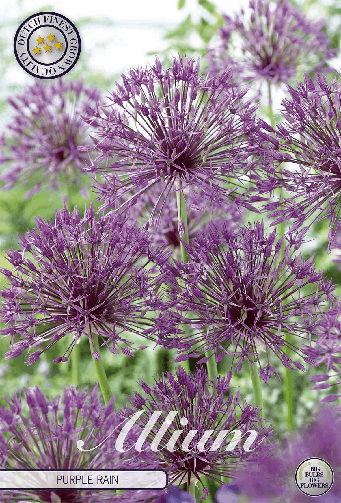Allium paarse regen