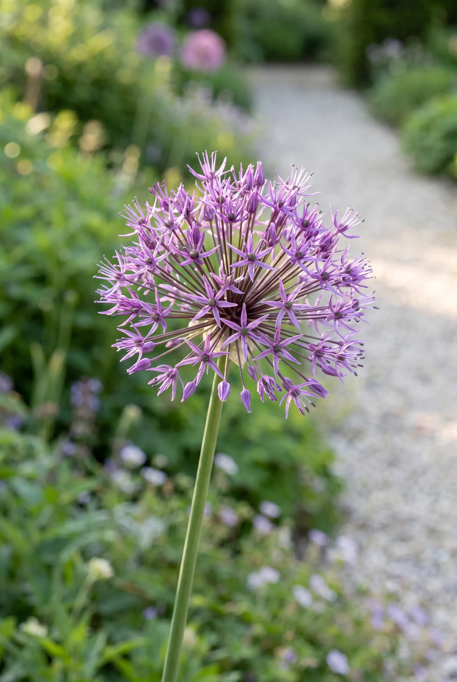 Allium Purple Rain — close-up van de bloem