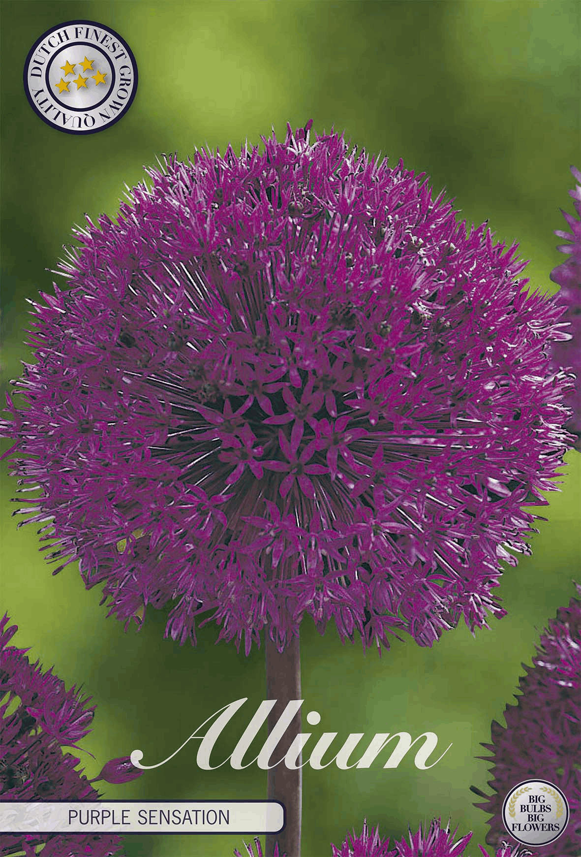 Allium Paarse Sensatie
