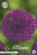 Allium Paarse Sensatie