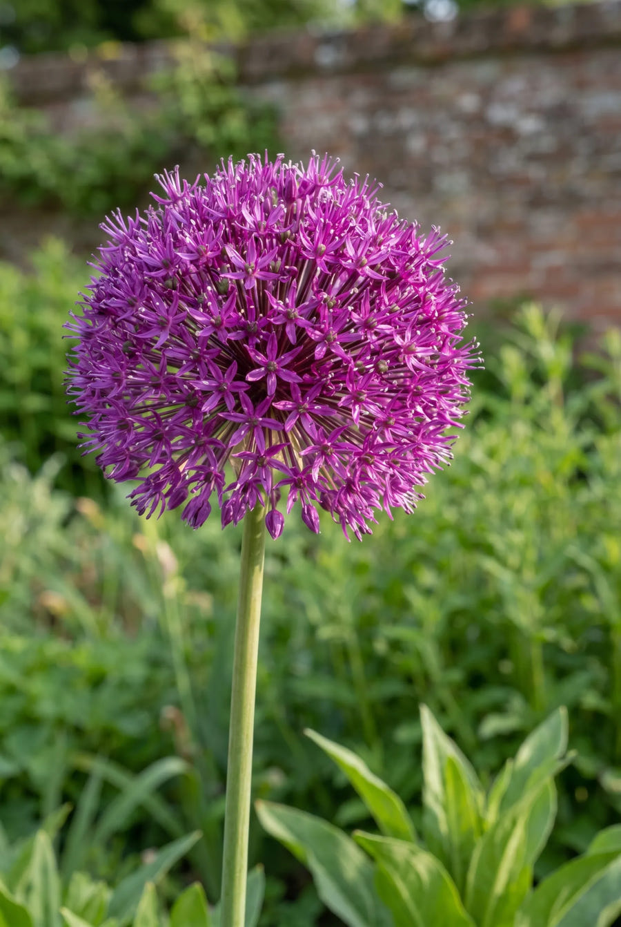 Allium Purple Sensation — close-up van de bloem