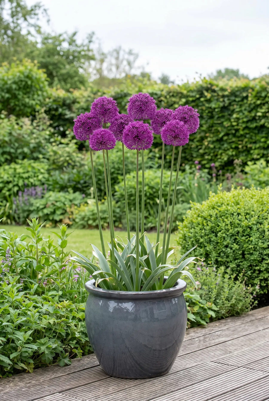 Allium Purple Sensation — in pot op terras