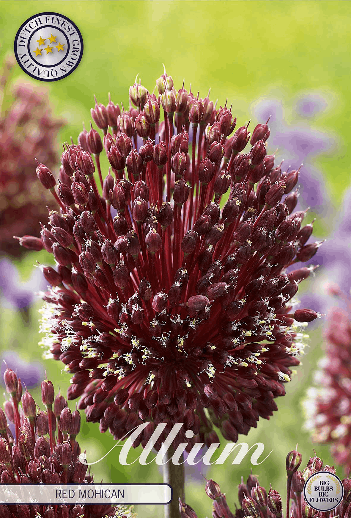 Allium Rode Mohican