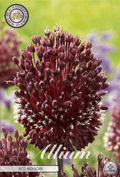 Allium Rode Mohican
