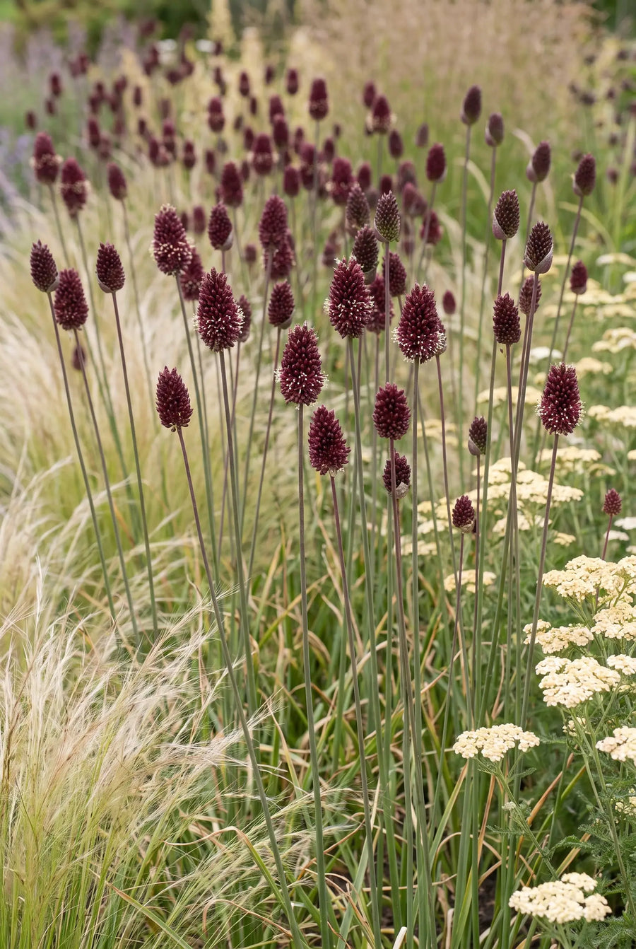 Allium Red Mohican — in de border