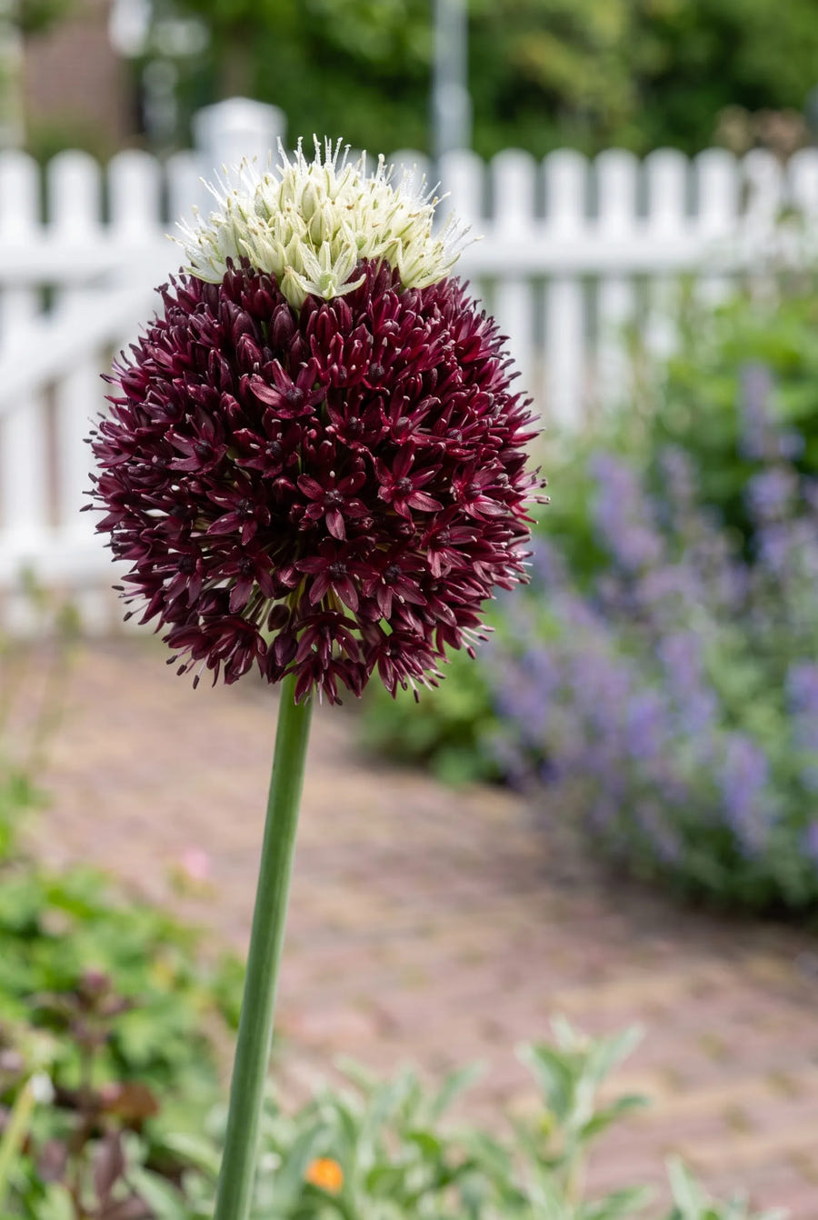 Allium Red Mohican — close-up van de bloem