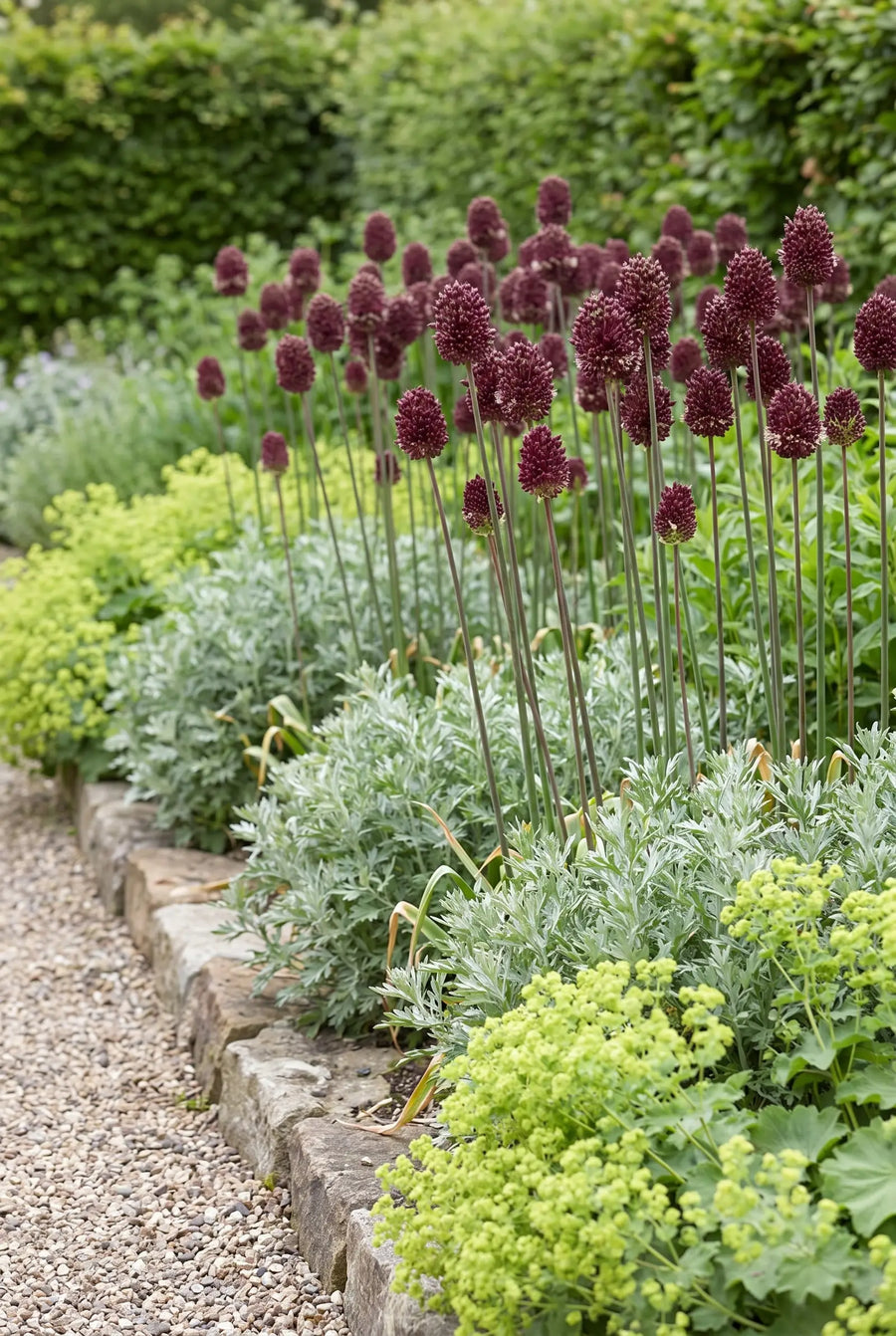 Allium Red Mohican — groep in de tuinborder