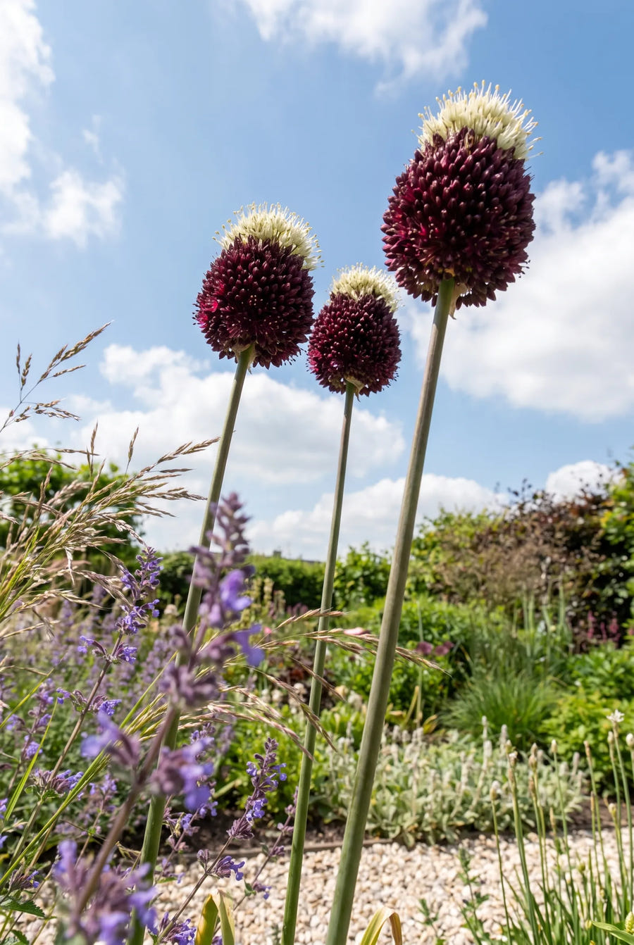 Allium Red Mohican — in de tuin