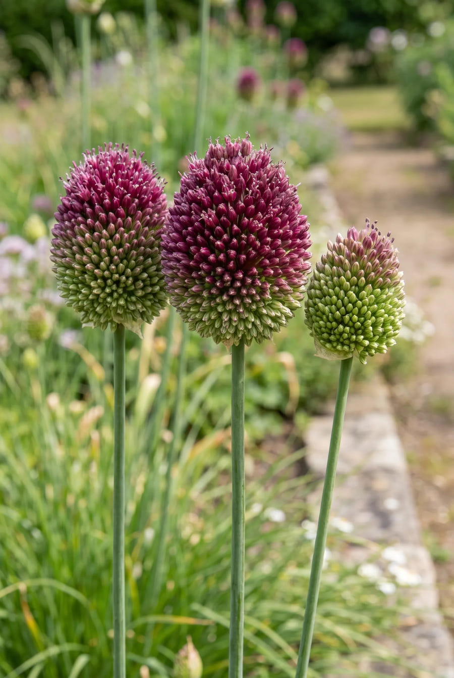 Allium Sphaerocephalon — close-up van de bloem