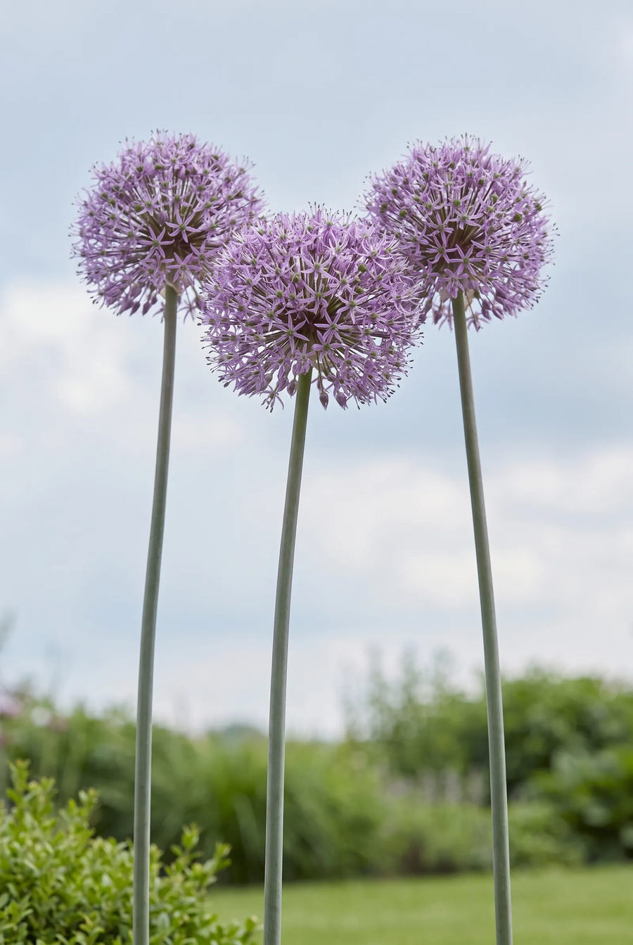 Allium Stipitatum — in de tuin