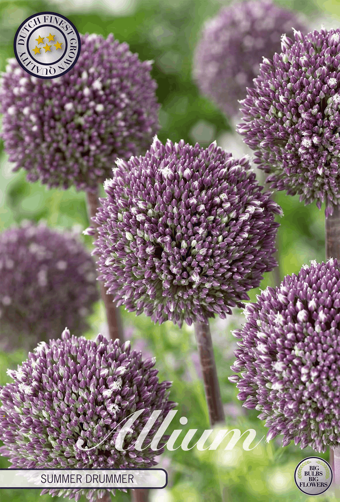 Allium Zomertrommelaar