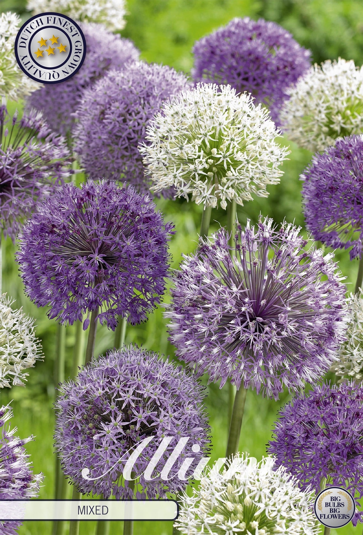 Allium Mystery Box