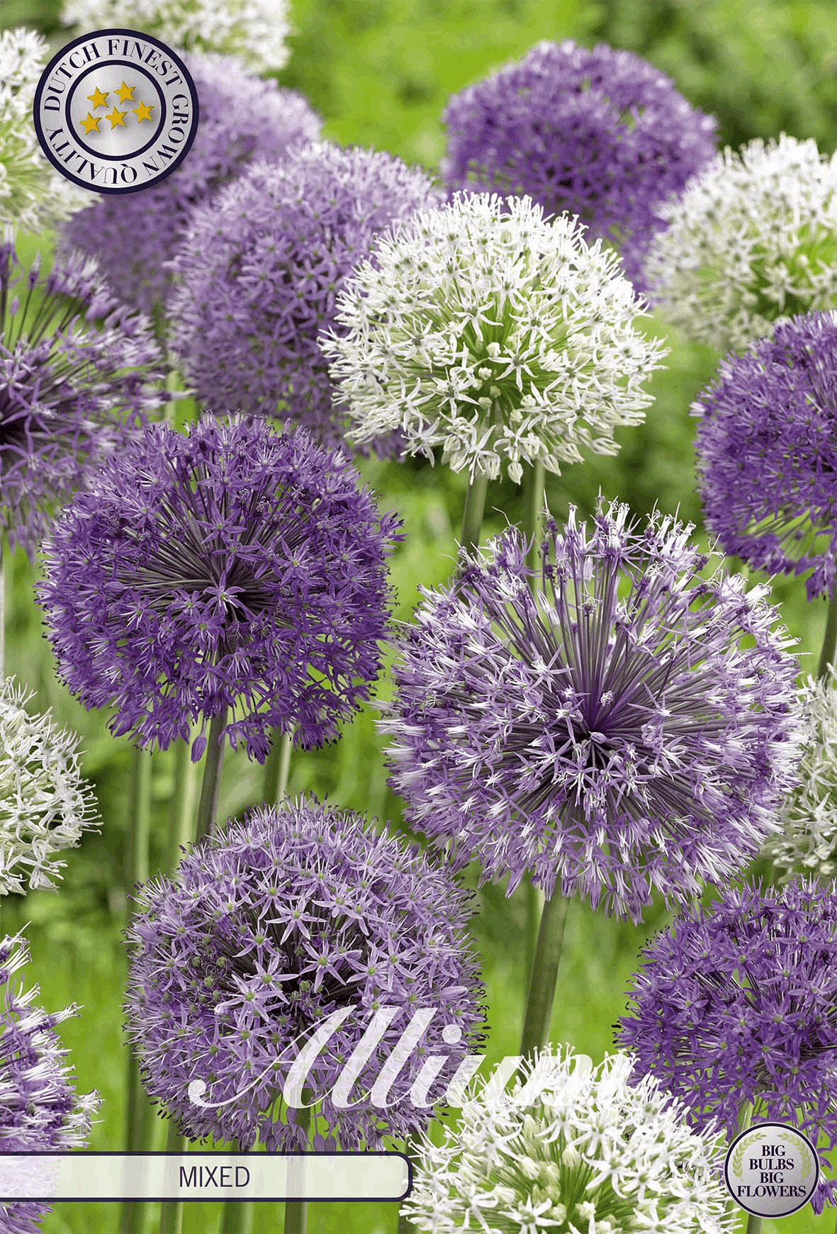 Allium gemengd