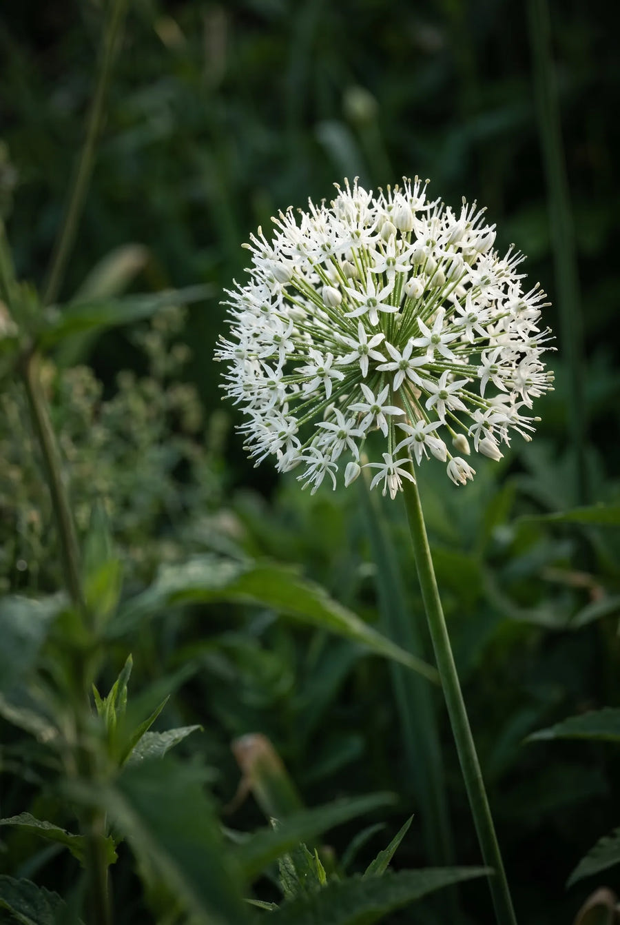 Allium Mixed — sfeerbeeld