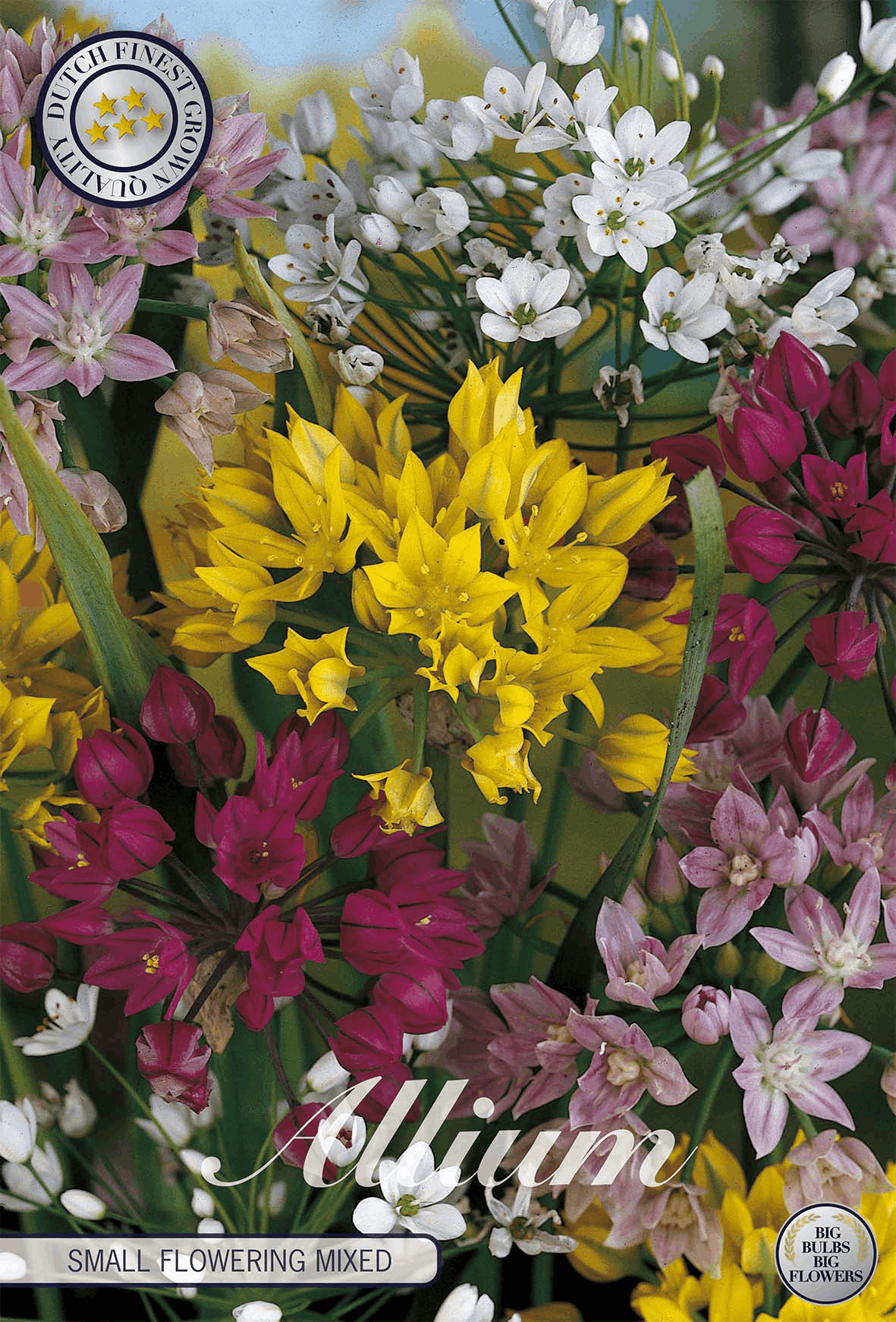 Allium Kleinbloeiende Gemengd