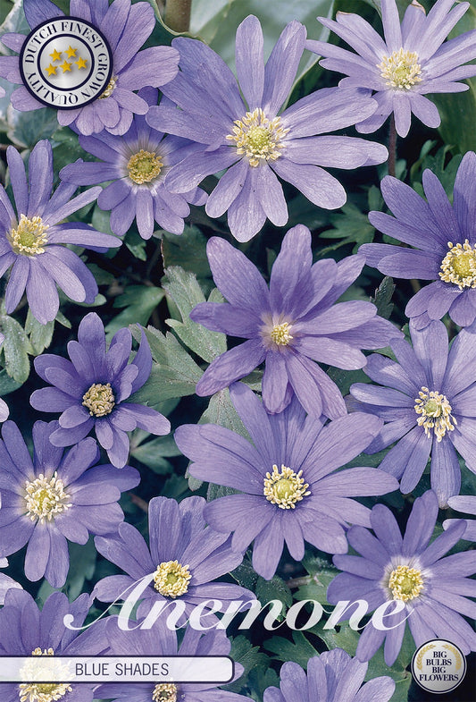 Anemone Blue Shades