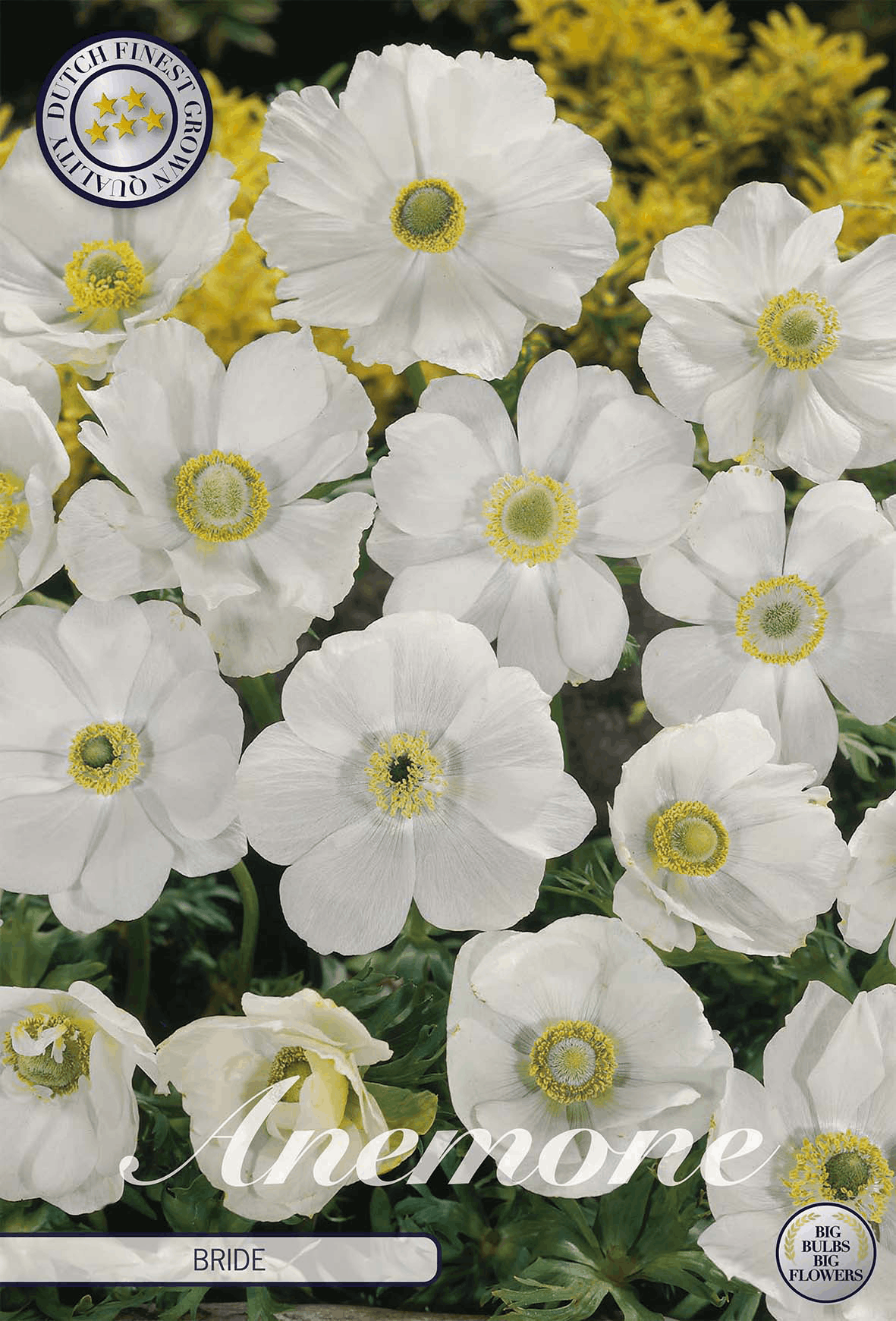 Anemone Bruid