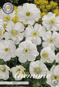 Anemone Bruid