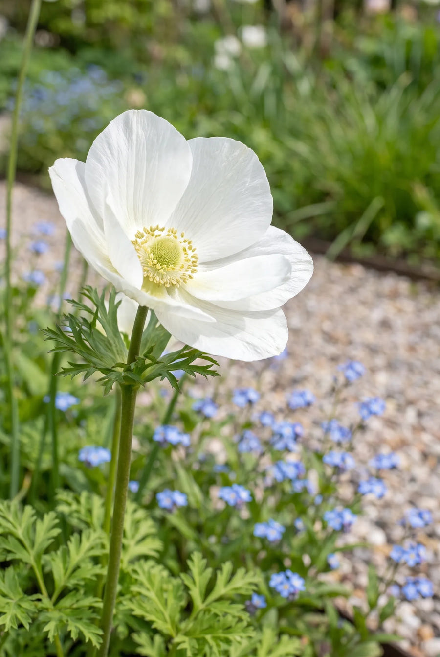 Anemone Bride — close-up van de bloem