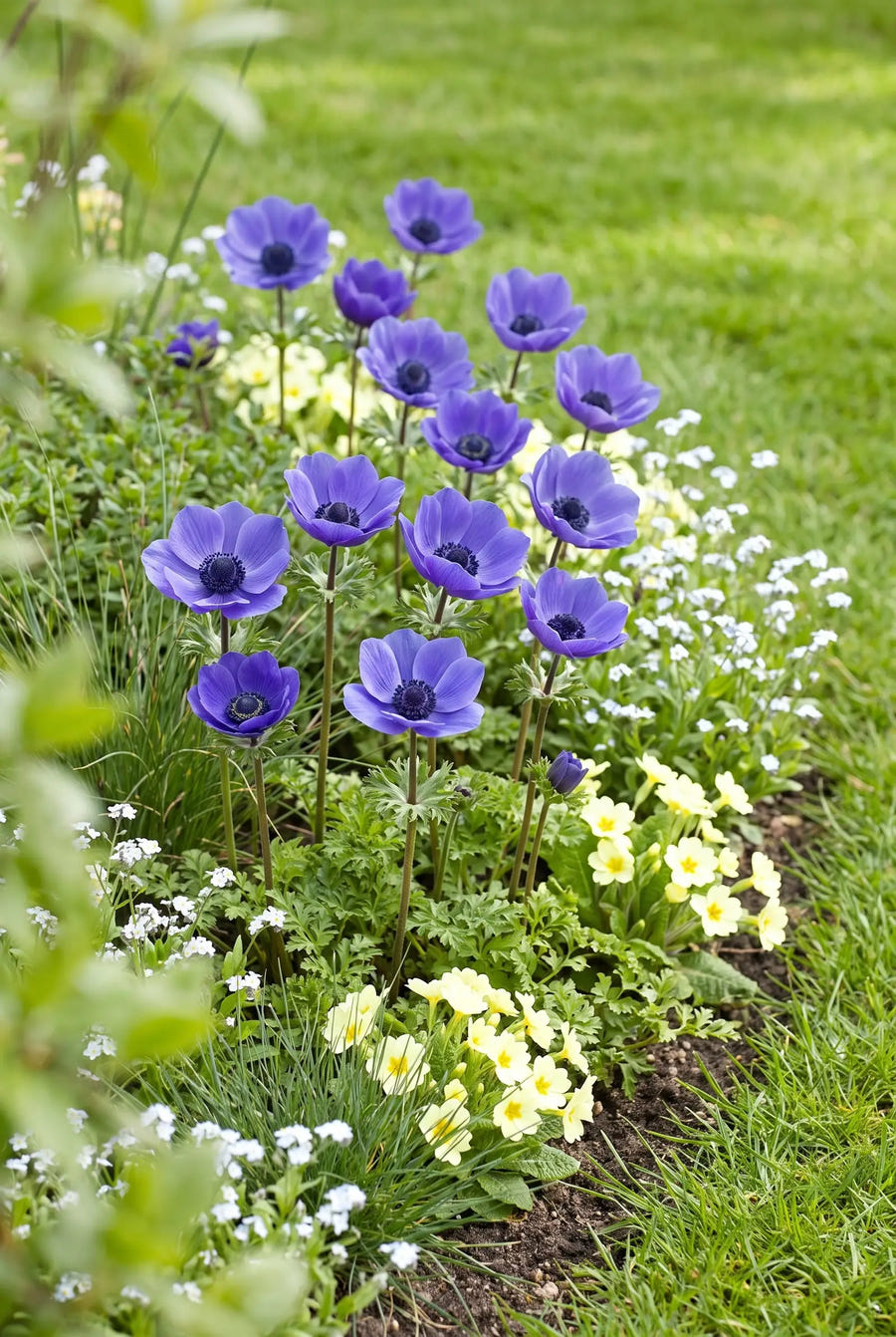 Anemone Mr. Fokker — groep in de tuinborder