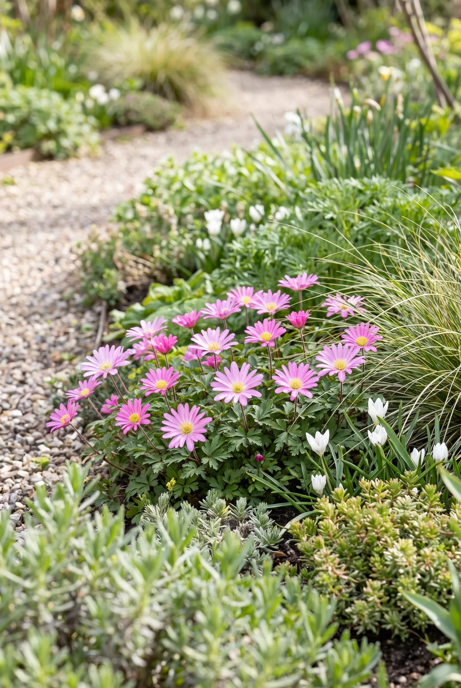 Anemone Pink Star — groep in de tuinborder