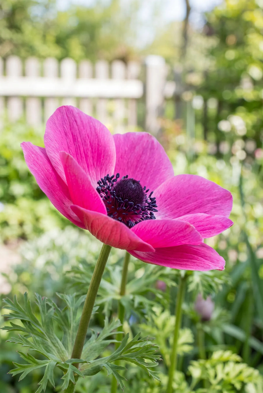 Anemone Sylphide — close-up van de bloem