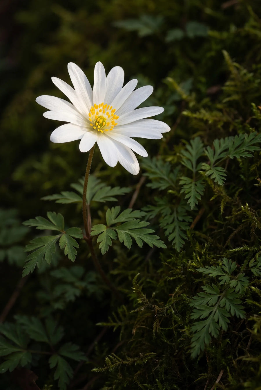 Anemone White Splendour — sfeerbeeld