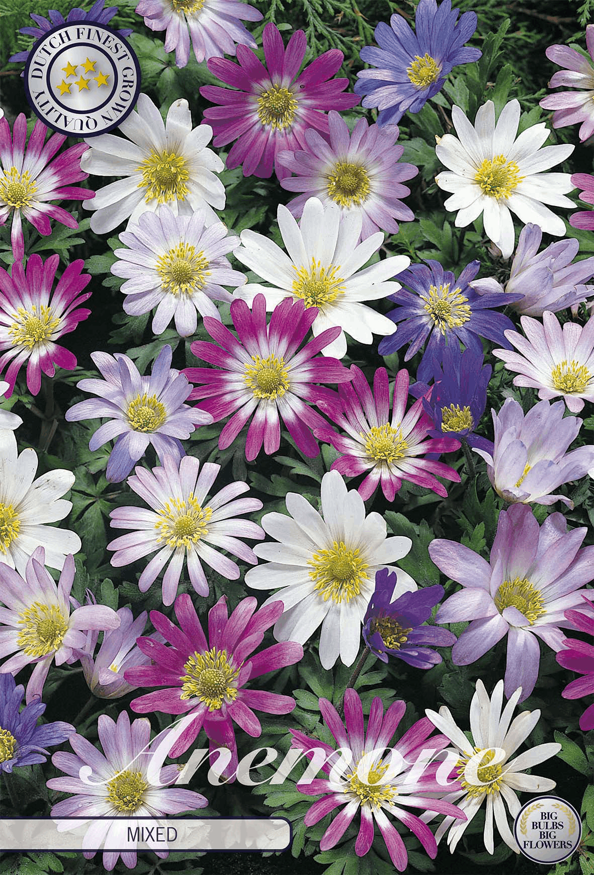 Anemonen gemengd