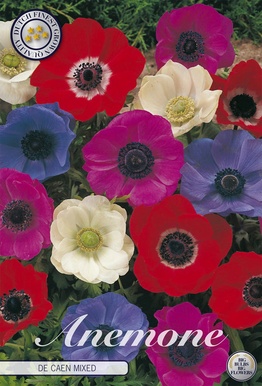 Anemone De Caen Gemengd