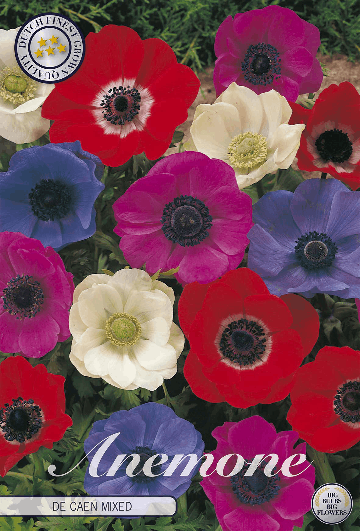Anemone De Caen Gemengd