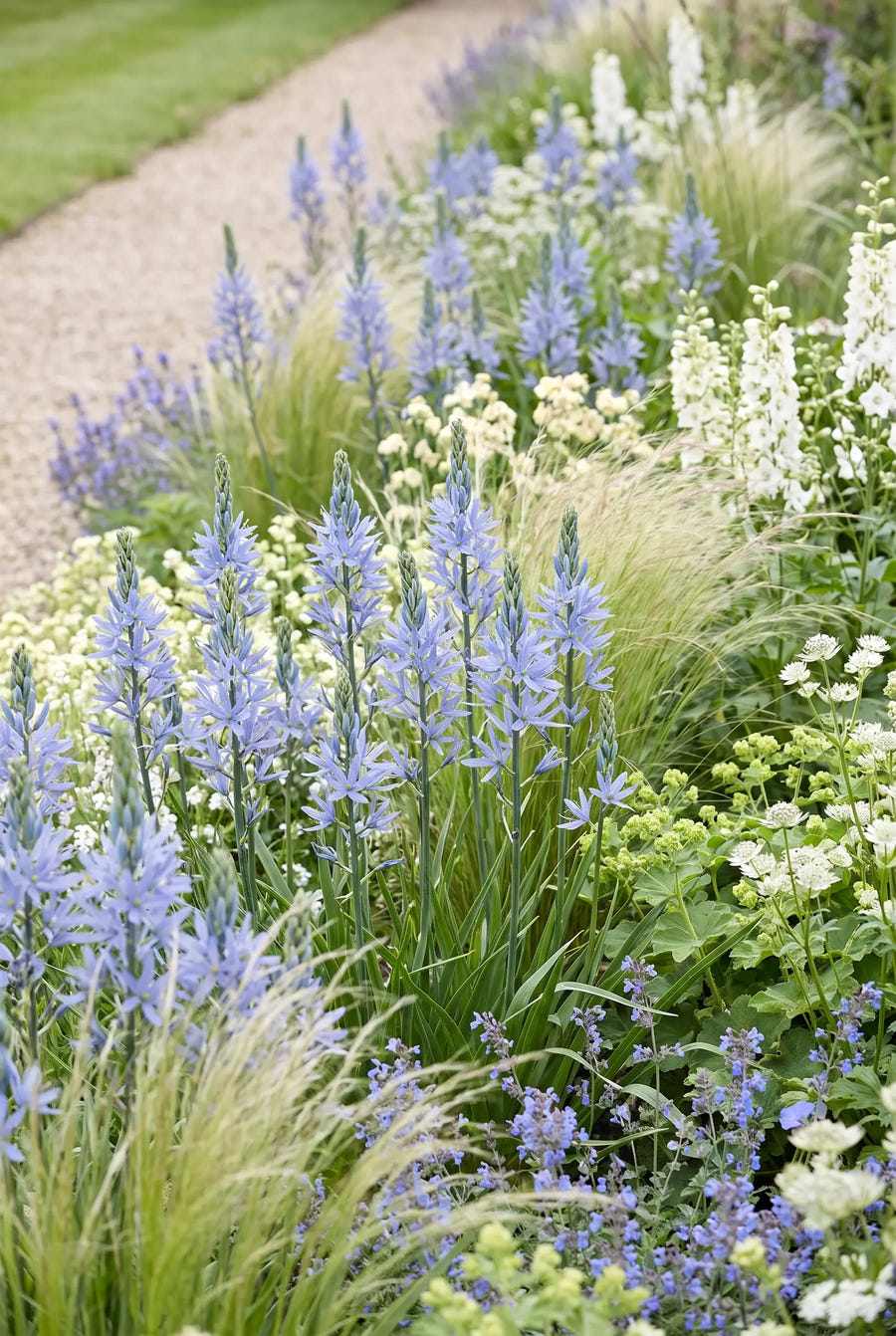 Camassia Leichtlinii Blue — groep in de tuinborder