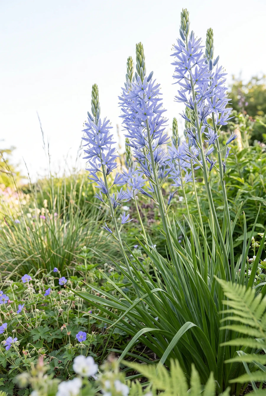 Camassia Leichtlinii Blue — in de tuin