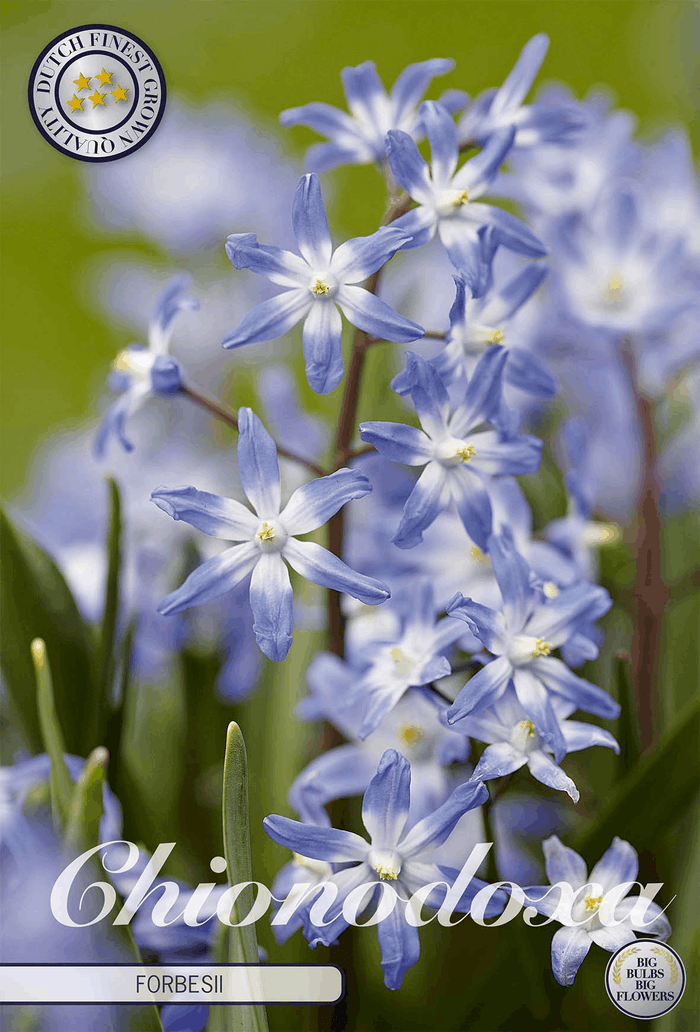 Chionodoxa Forbesii