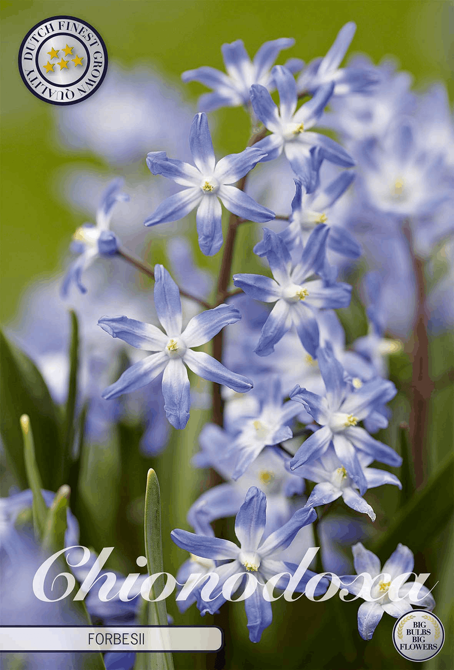 Chionodoxa Forbesii