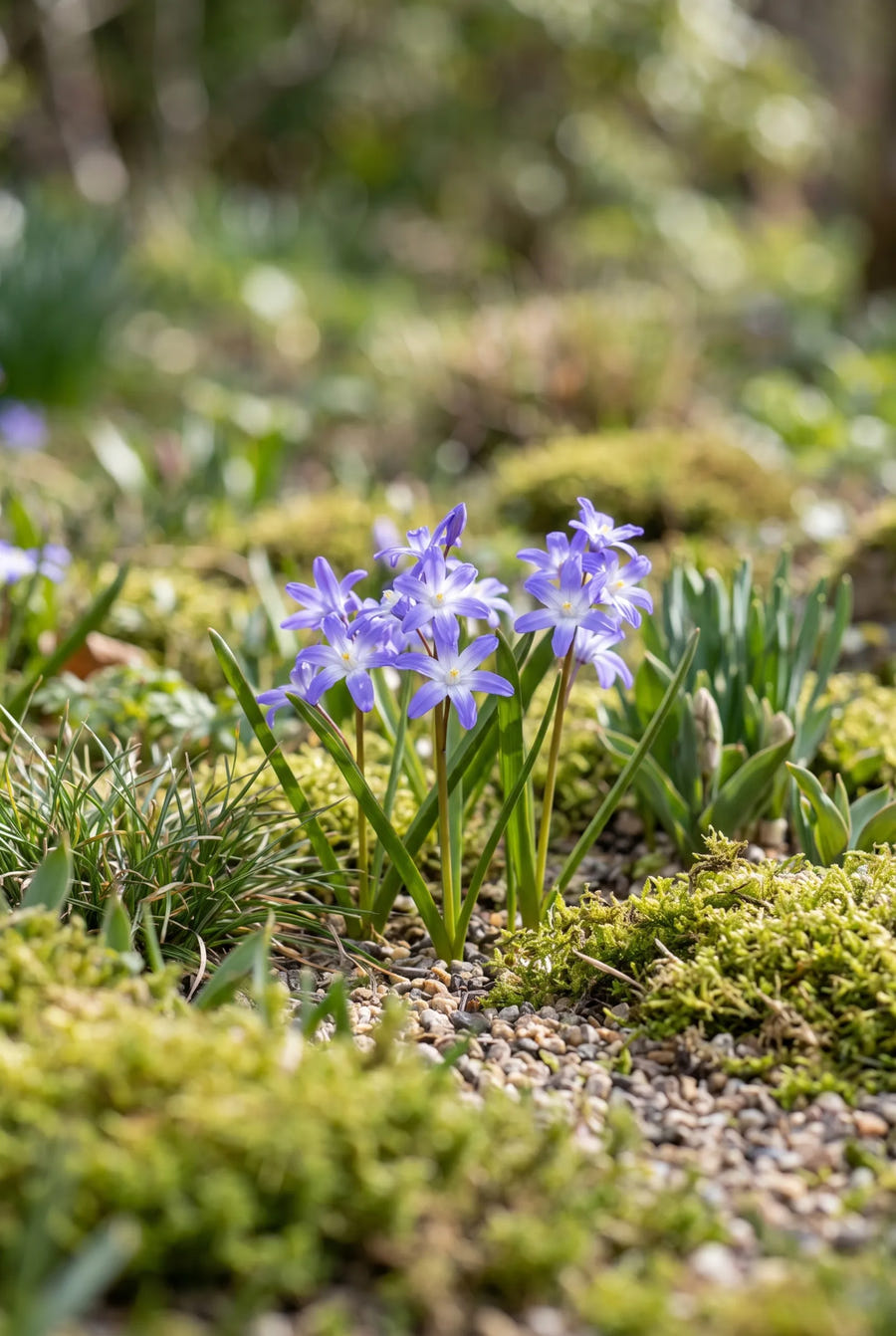 Chionodoxa Forbesii — in de tuin