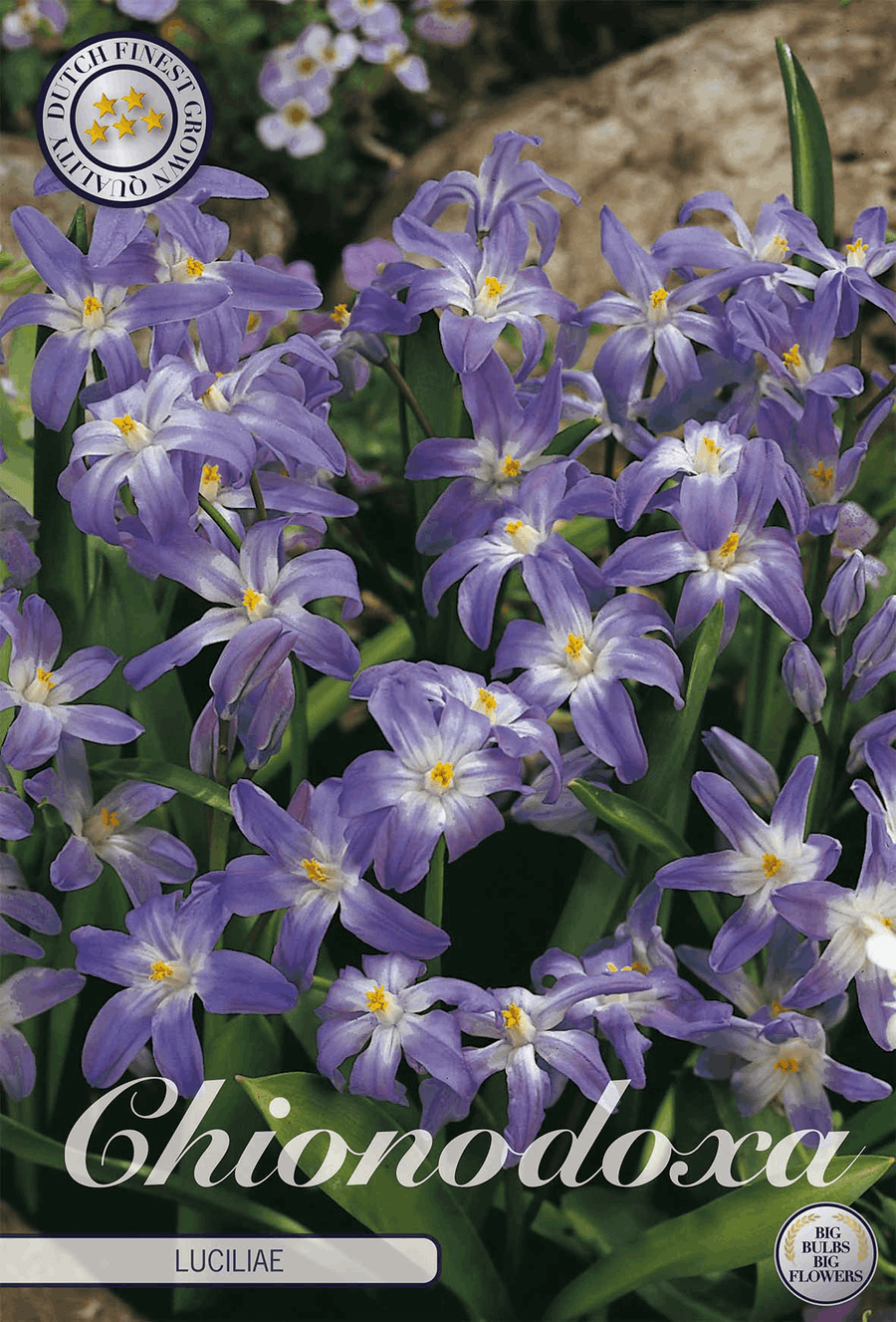 Chionodoxa Luciliae