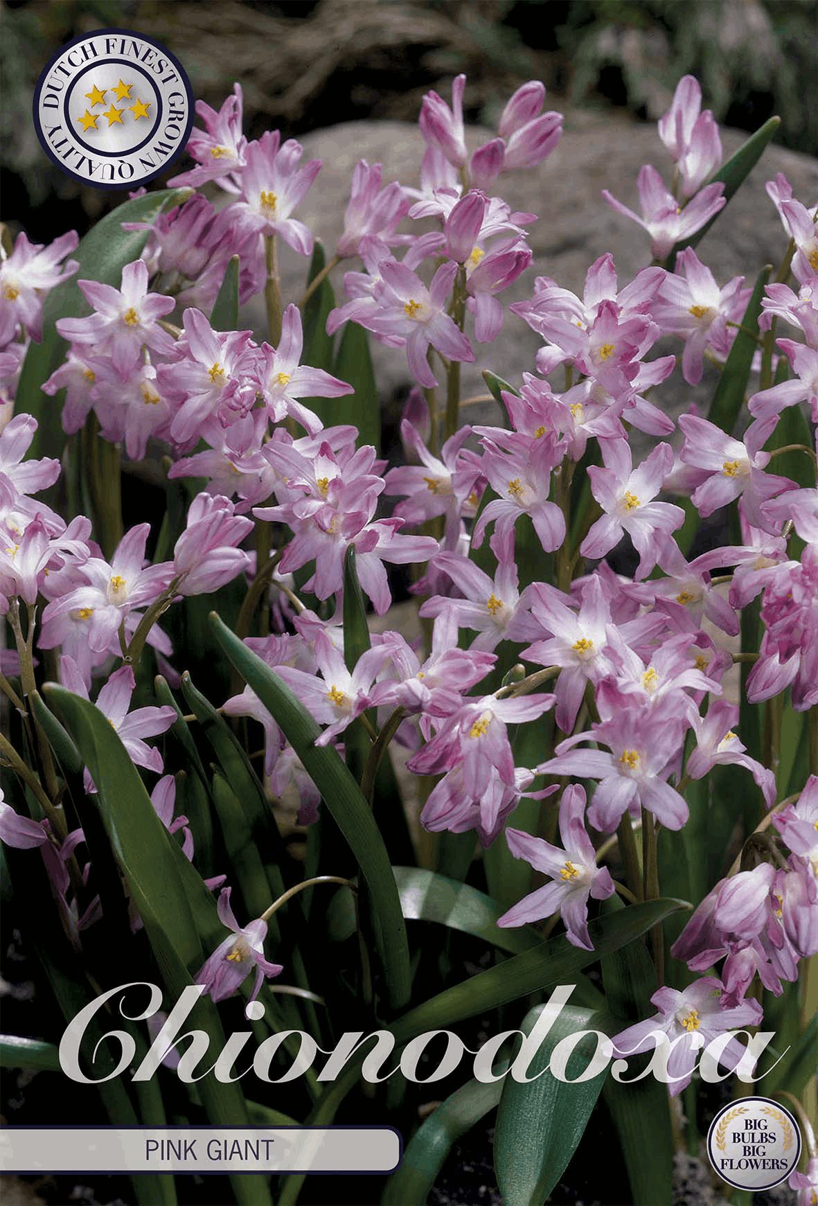 Chionodoxa Roze Reus