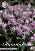 Chionodoxa Roze Reus