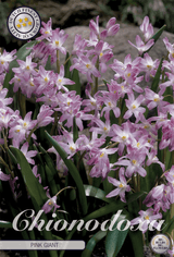 Chionodoxa Roze Reus
