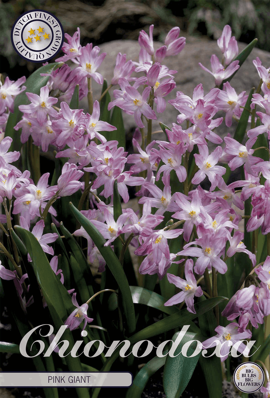 Chionodoxa Roze Reus