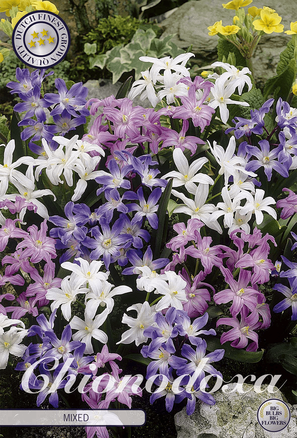 Chionodoxa gemengd