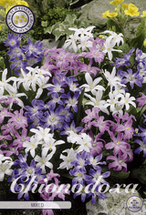 Chionodoxa gemengd